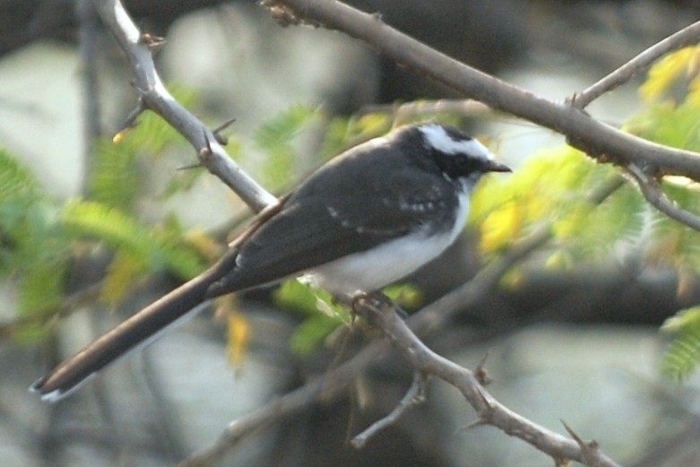 White-browed Fantail - Cathy Pasterczyk