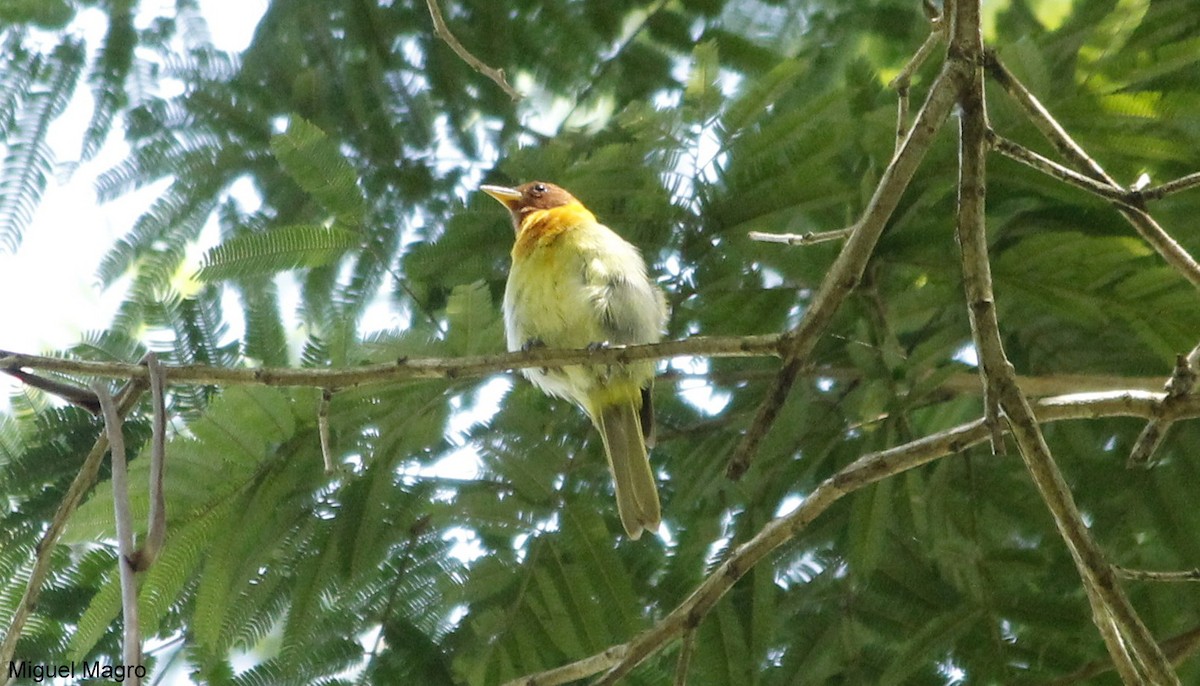 Rufous-headed Tanager - ML144668911