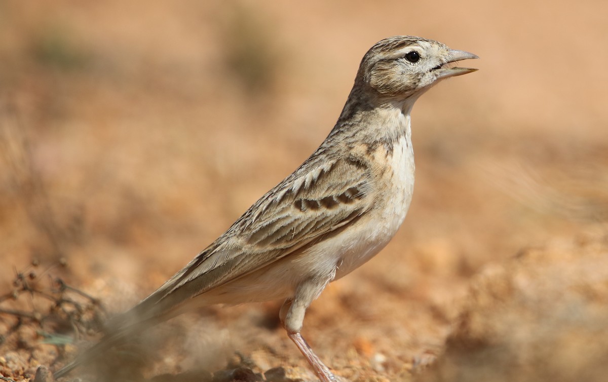 Mongolian Short-toed Lark - Bhaarat Vyas