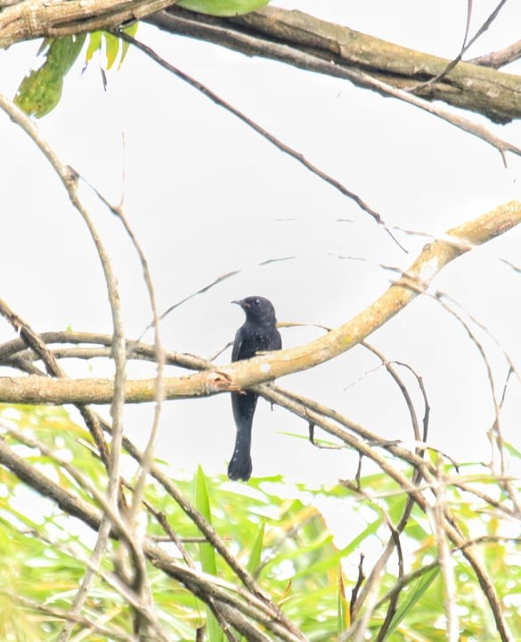 Square-tailed Drongo-Cuckoo - ML144670231