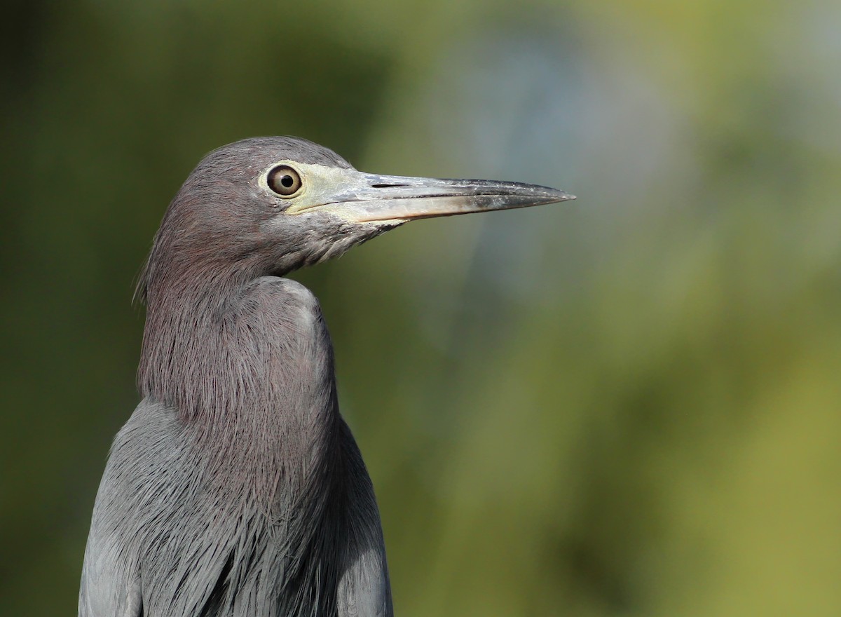 Little Blue Heron - Andy Eckerson