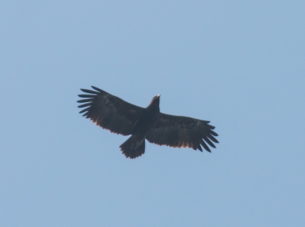 Greater Spotted Eagle - Zaber Ansary -BirdingBD Tours