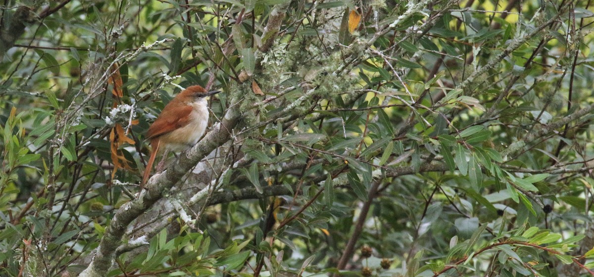 Yellow-chinned Spinetail - ML144674151