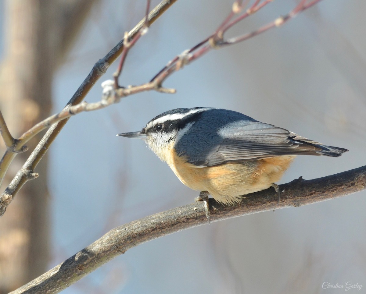 Red-breasted Nuthatch - ML144674821