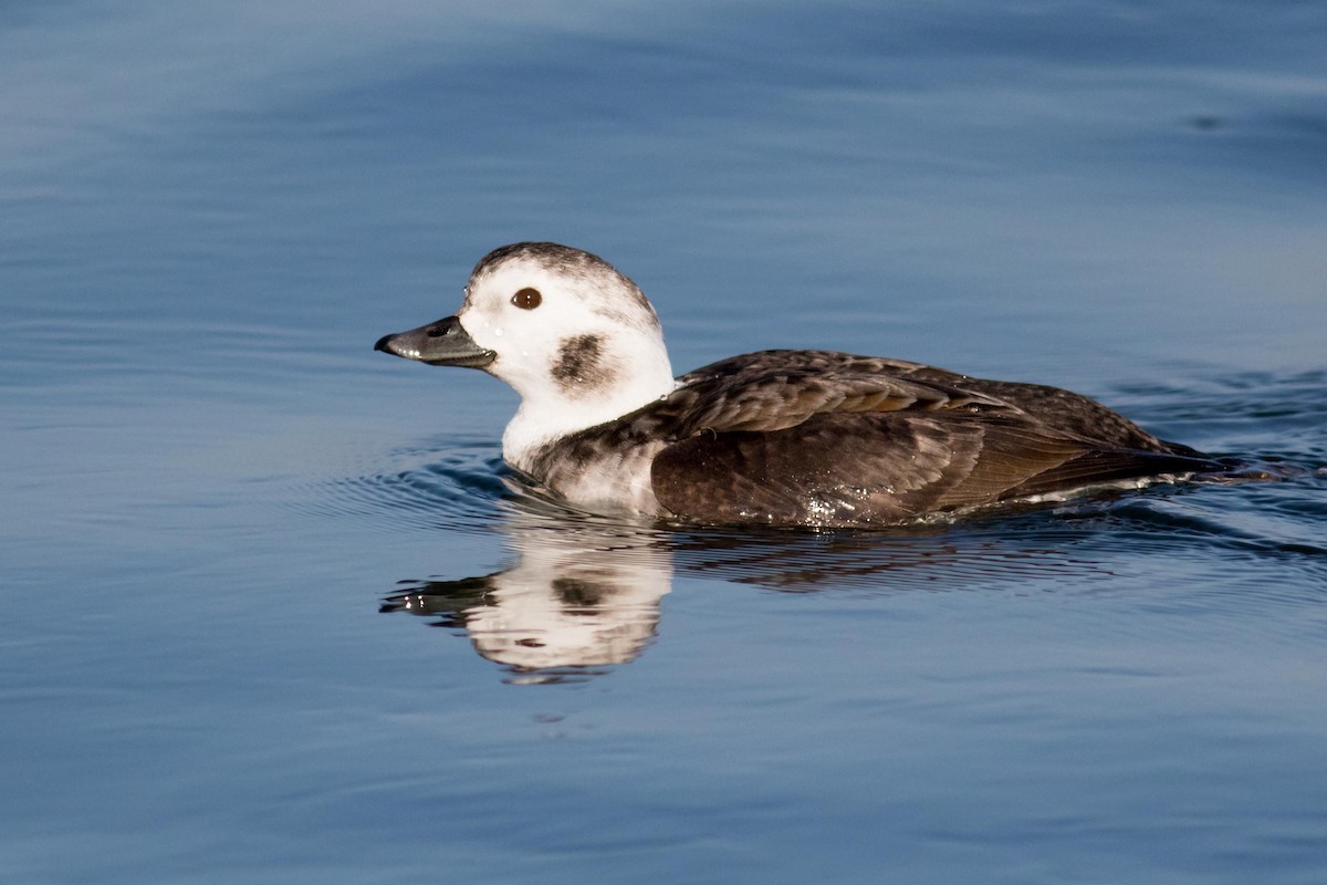 Long-tailed Duck - August Davidson-Onsgard
