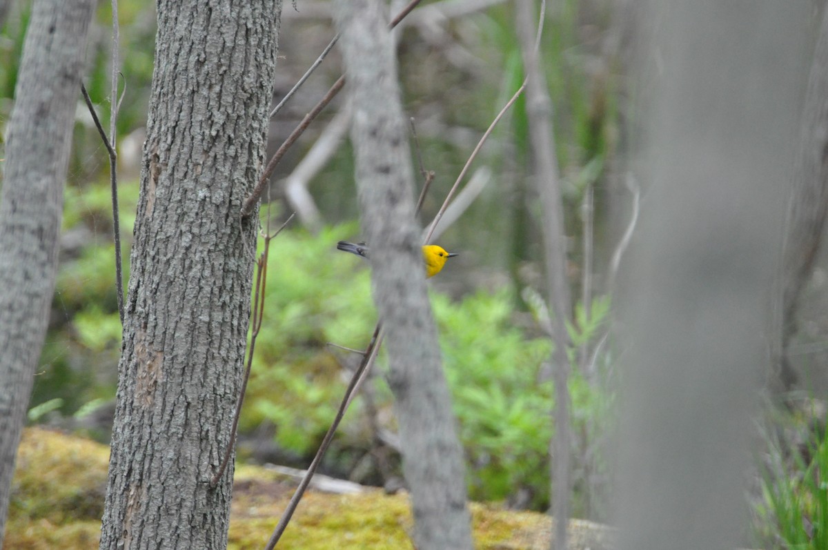 Prothonotary Warbler - Lucas Foerster