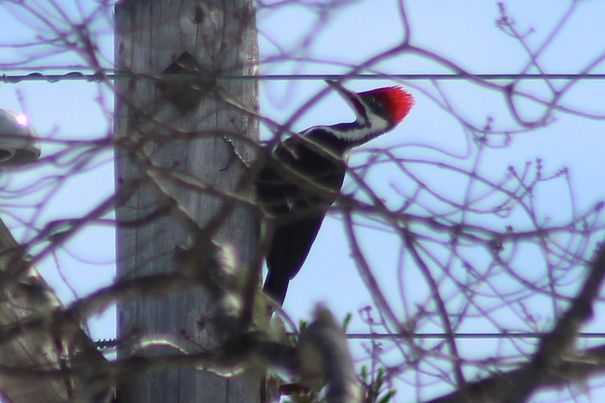 Pileated Woodpecker - Robert Keereweer