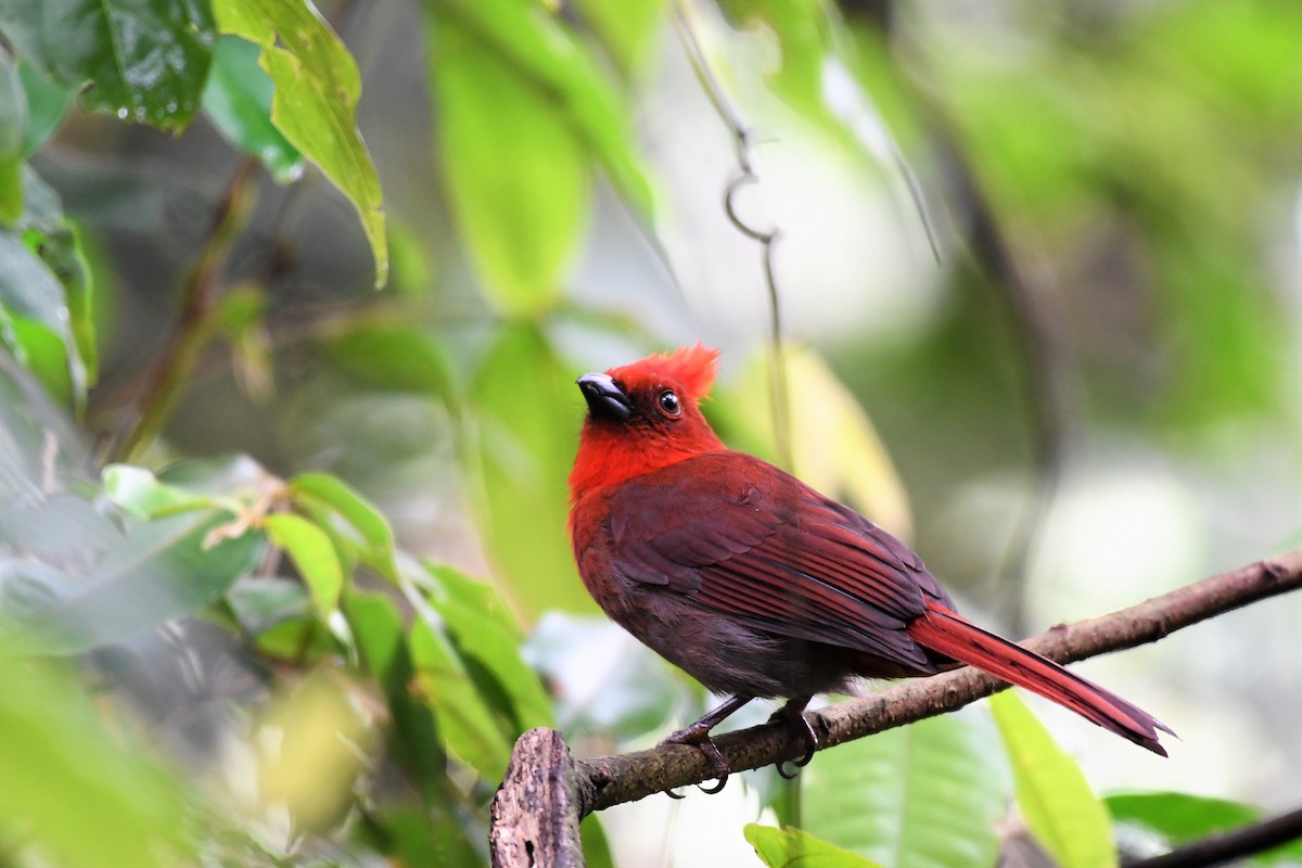 Crested Ant-Tanager - ML144679351