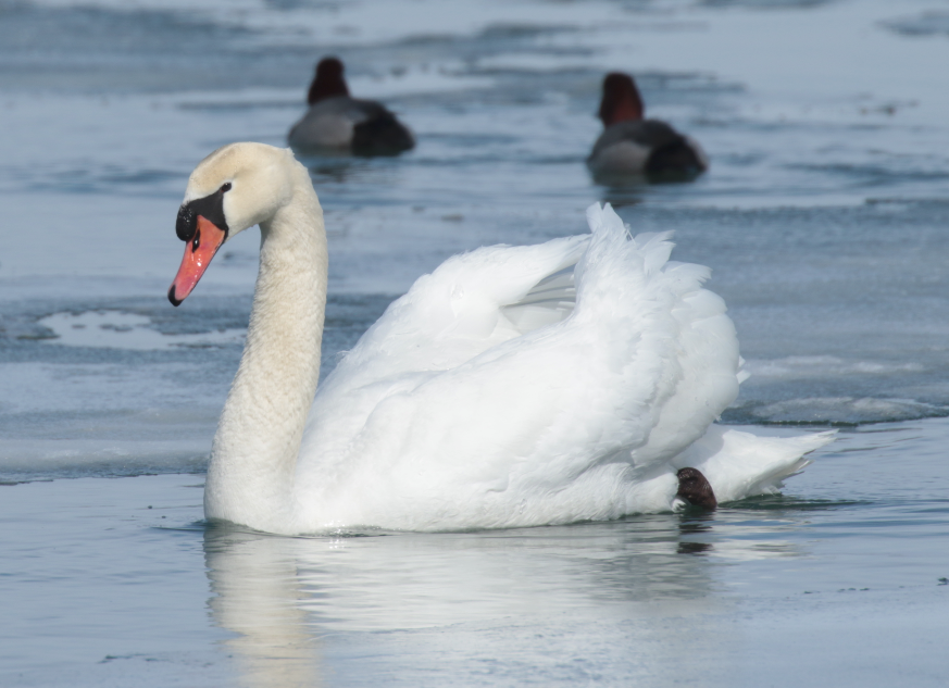 Mute Swan - Paul Jacyk 🦉
