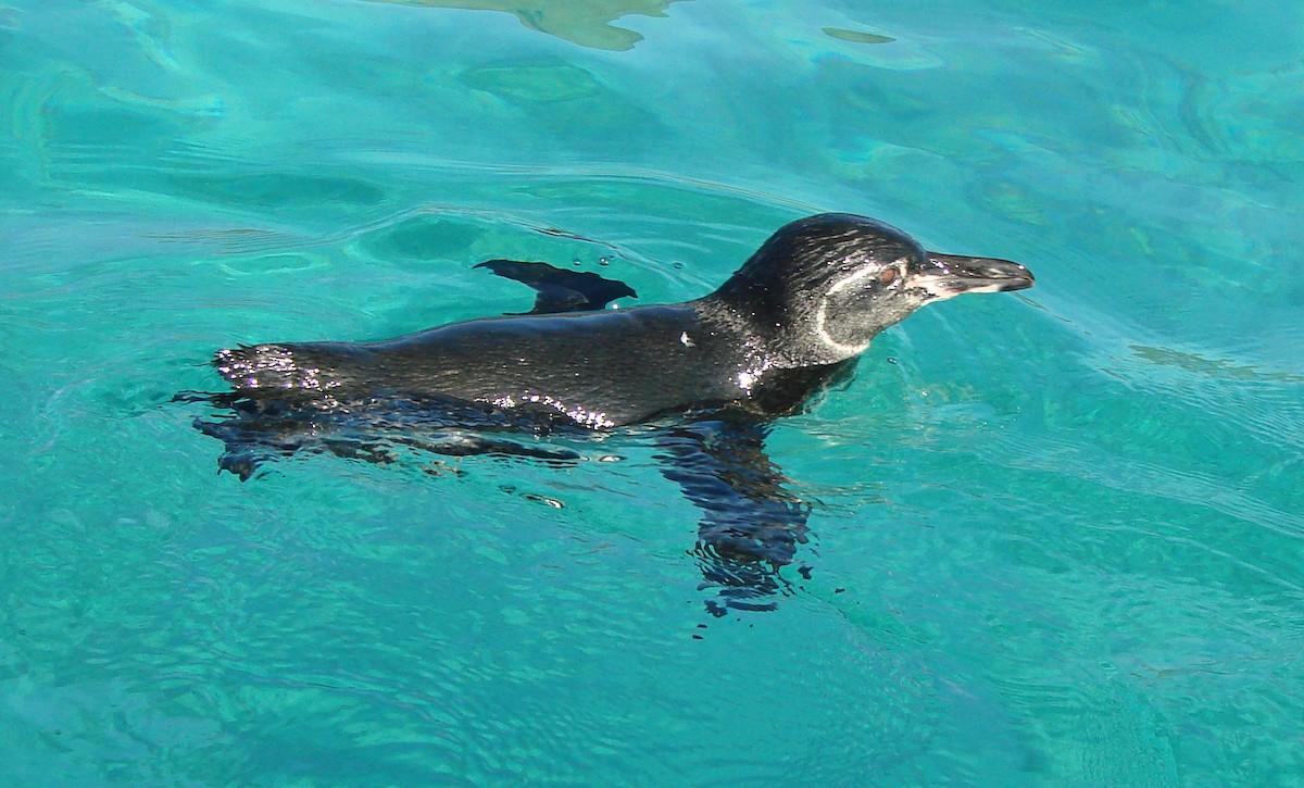 Galapagos Penguin - Tresa Moulton
