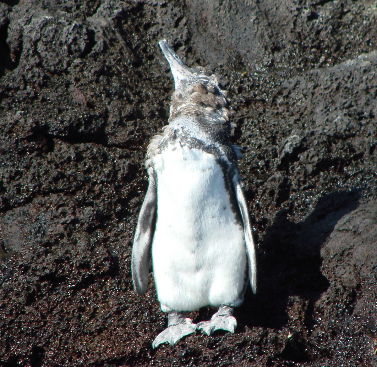 Galapagos Penguin - Tresa Moulton