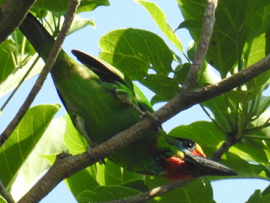 Red-throated Barbet - ML144681621