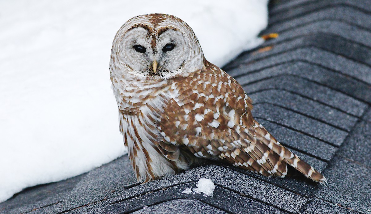 Barred Owl - Gary Jarvis