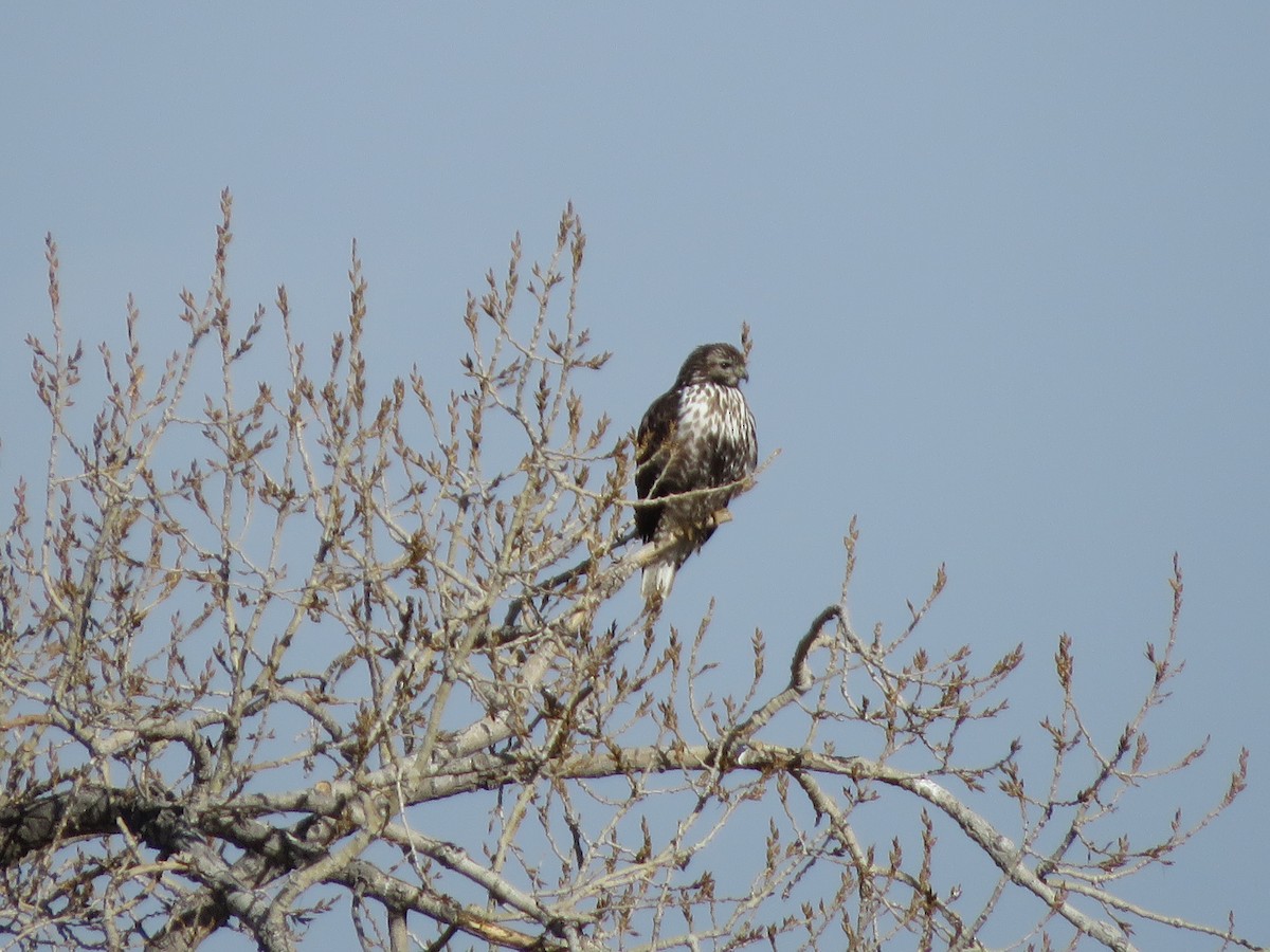 Red-tailed Hawk (Harlan's) - Michael Britten