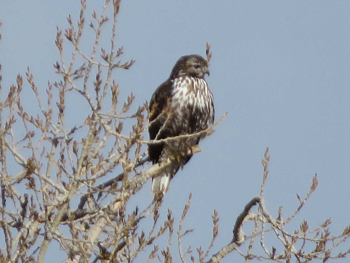 Red-tailed Hawk (Harlan's) - ML144681811