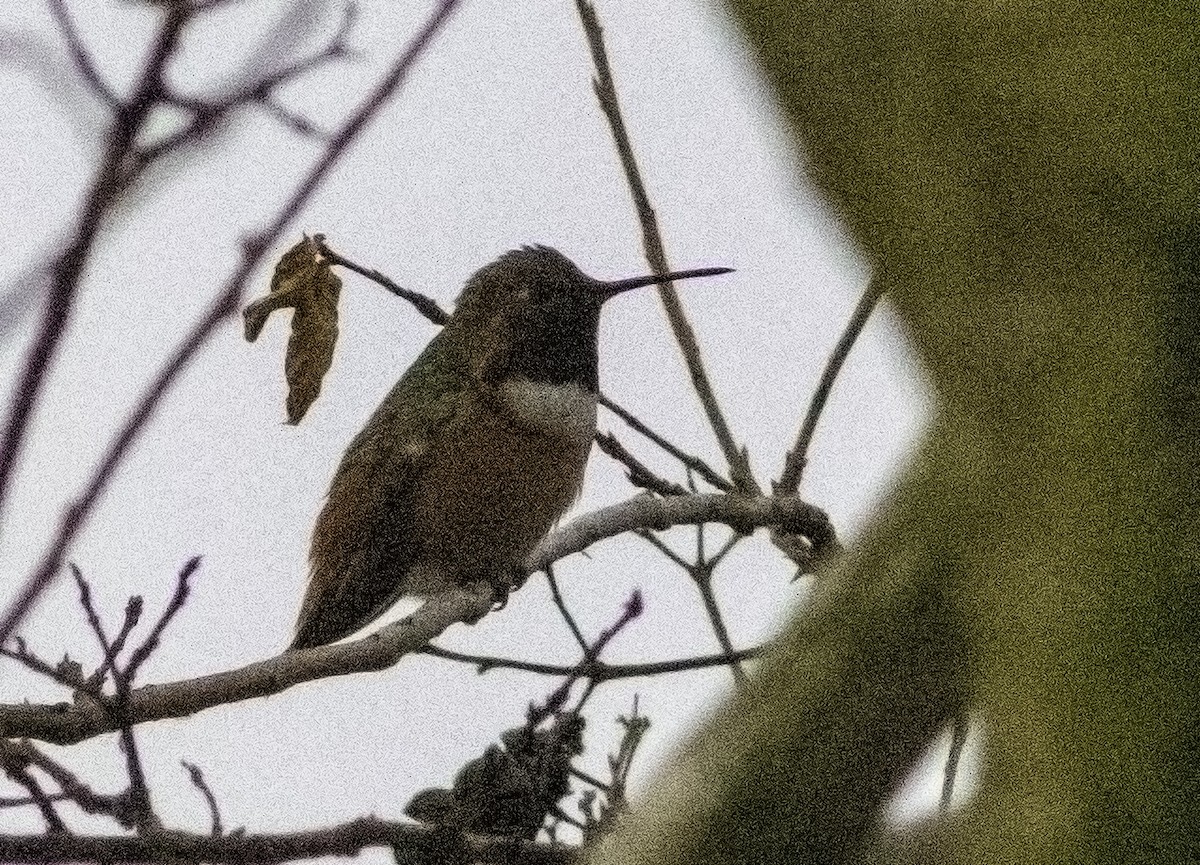 Allen's Hummingbird - ML144681921