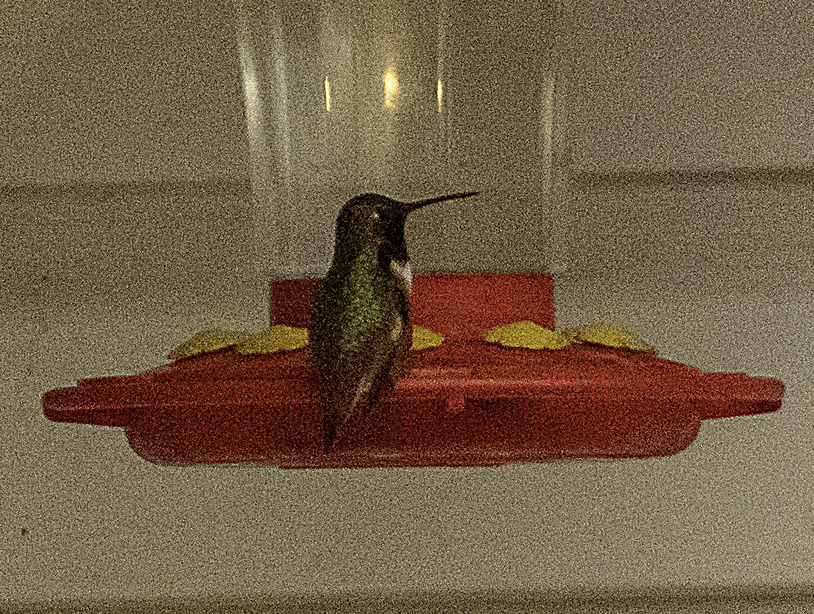 Allen's Hummingbird - ML144681931