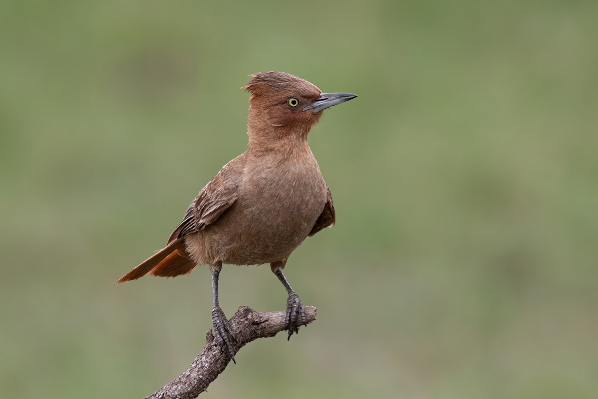 Brown Cacholote - Alexandre Gualhanone