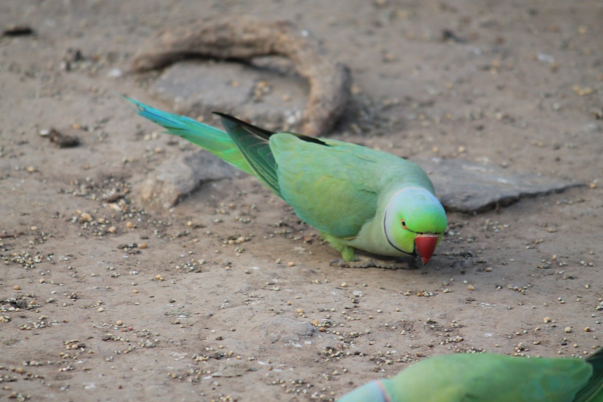 Rose-ringed Parakeet - Kratika Goswami