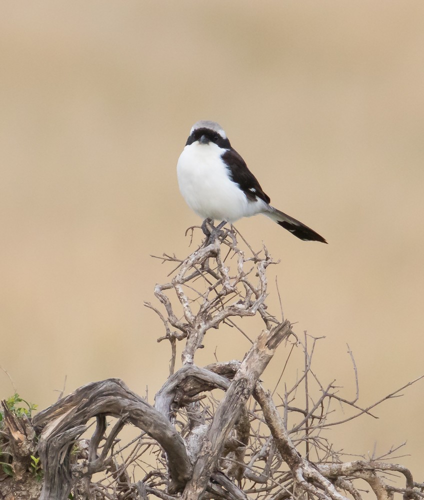 Gray-backed Fiscal - Allan Welby