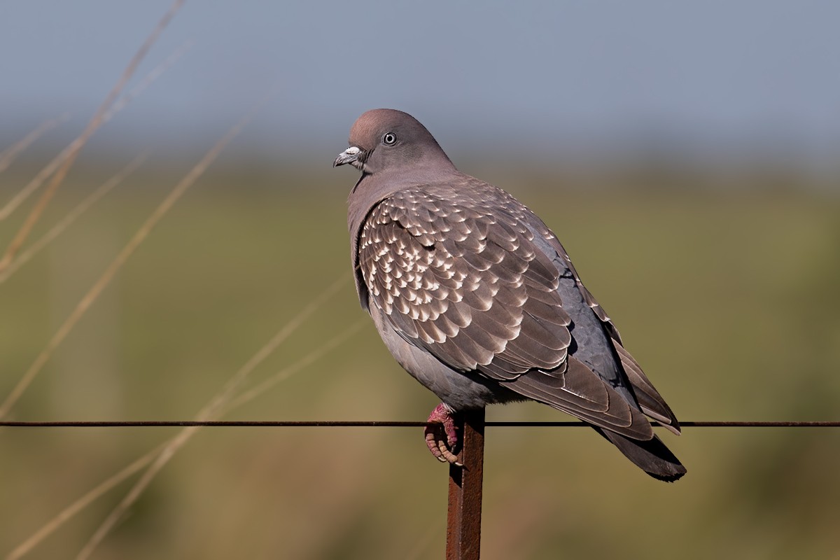 Spot-winged Pigeon - Alexandre Gualhanone