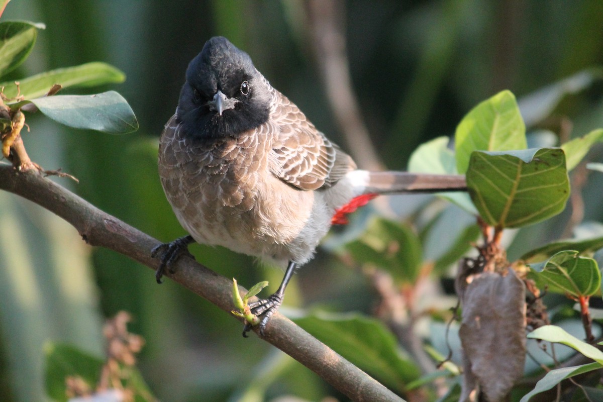 Red-vented Bulbul - ML144685901