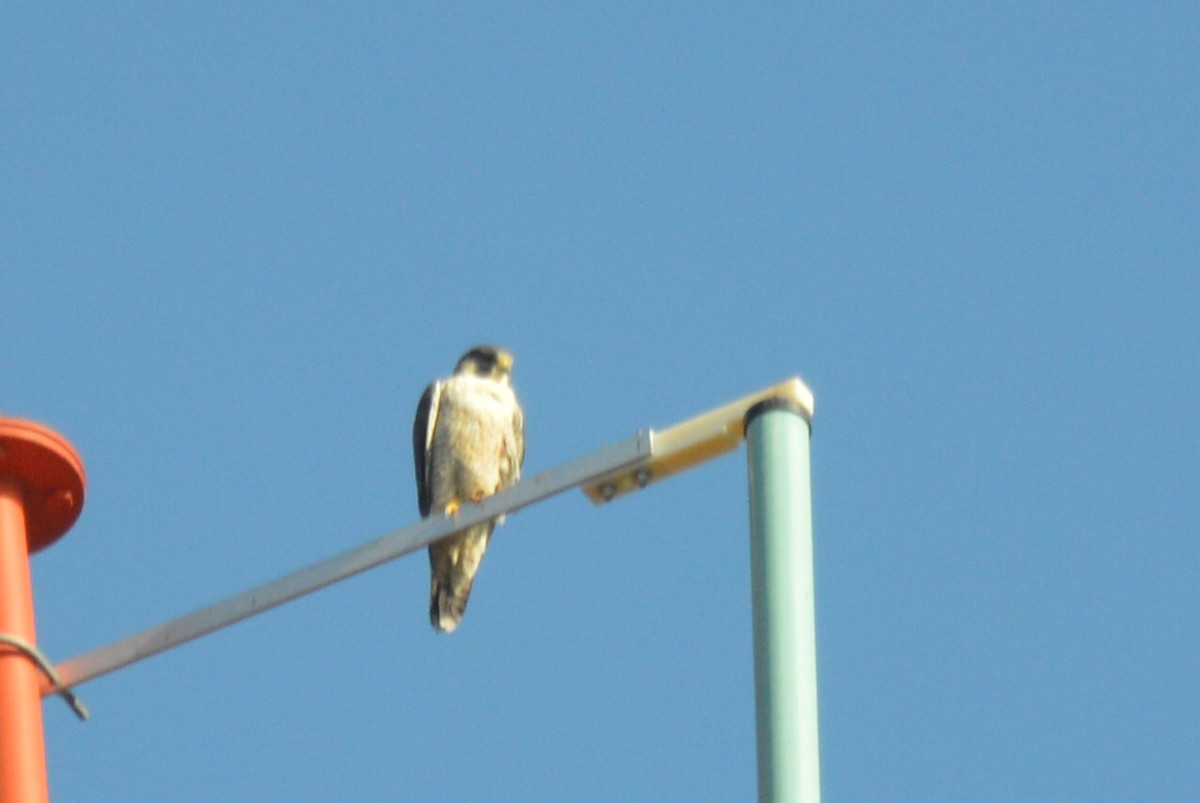 Peregrine Falcon - Carlos Mancera (Tuxtla Birding Club)