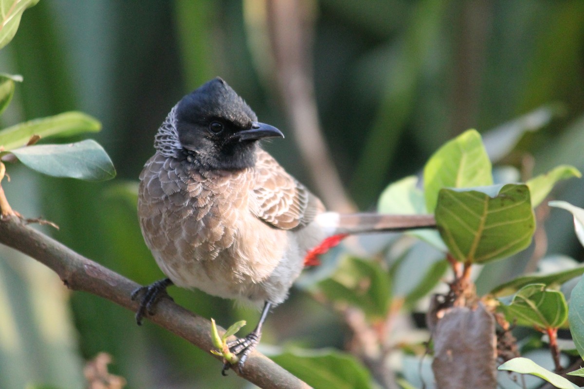 Red-vented Bulbul - ML144686821