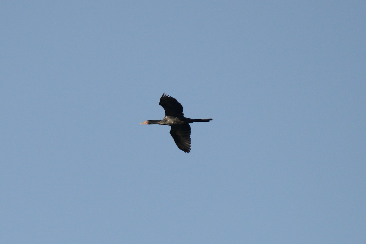 Long-tailed Cormorant - ML144687351