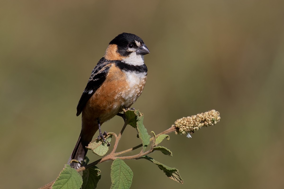 Rusty-collared Seedeater - Alexandre Gualhanone