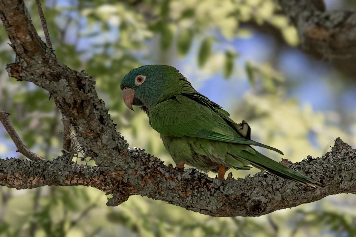 Blue-crowned Parakeet - Alexandre Gualhanone