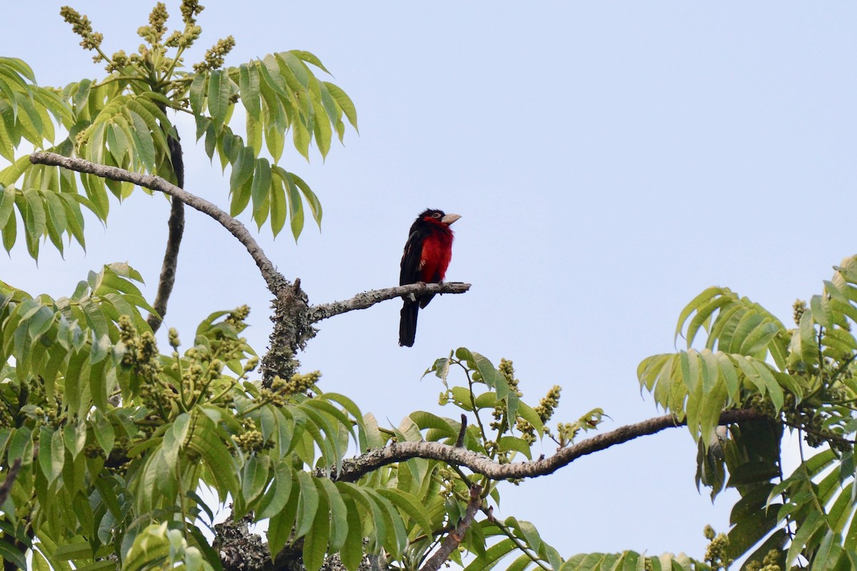 Double-toothed Barbet - ML144687981