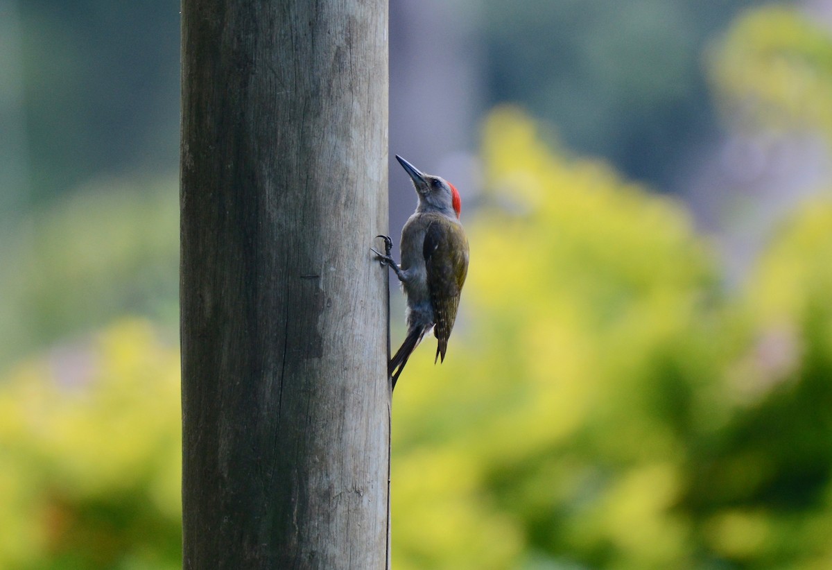 African Gray Woodpecker - ML144688011