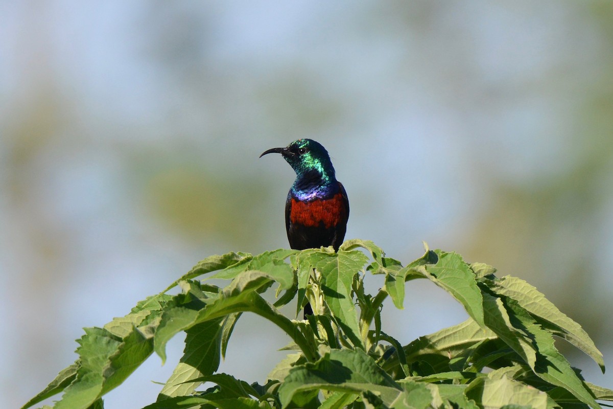 Red-chested Sunbird - ML144688831