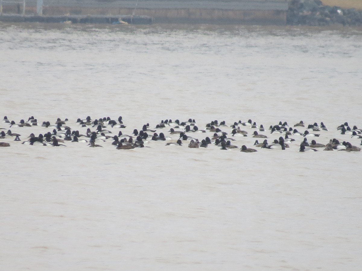 Greater/Lesser Scaup - ML144690071