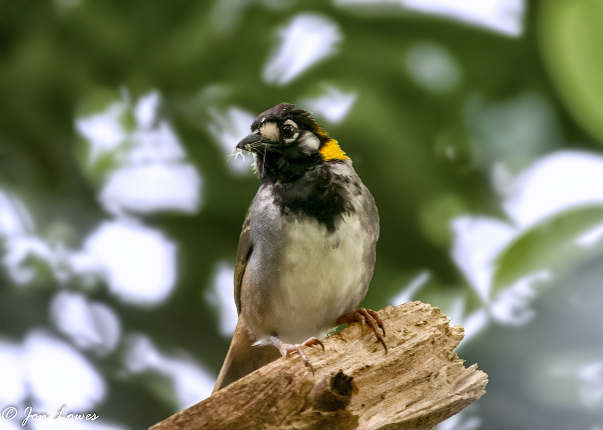 White-eared Ground-Sparrow (White-eared) - ML144694271