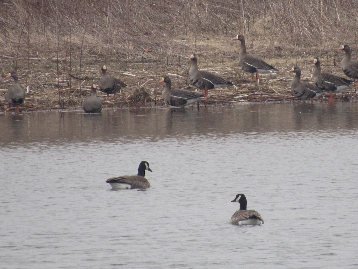 Greater White-fronted Goose - ML144694721