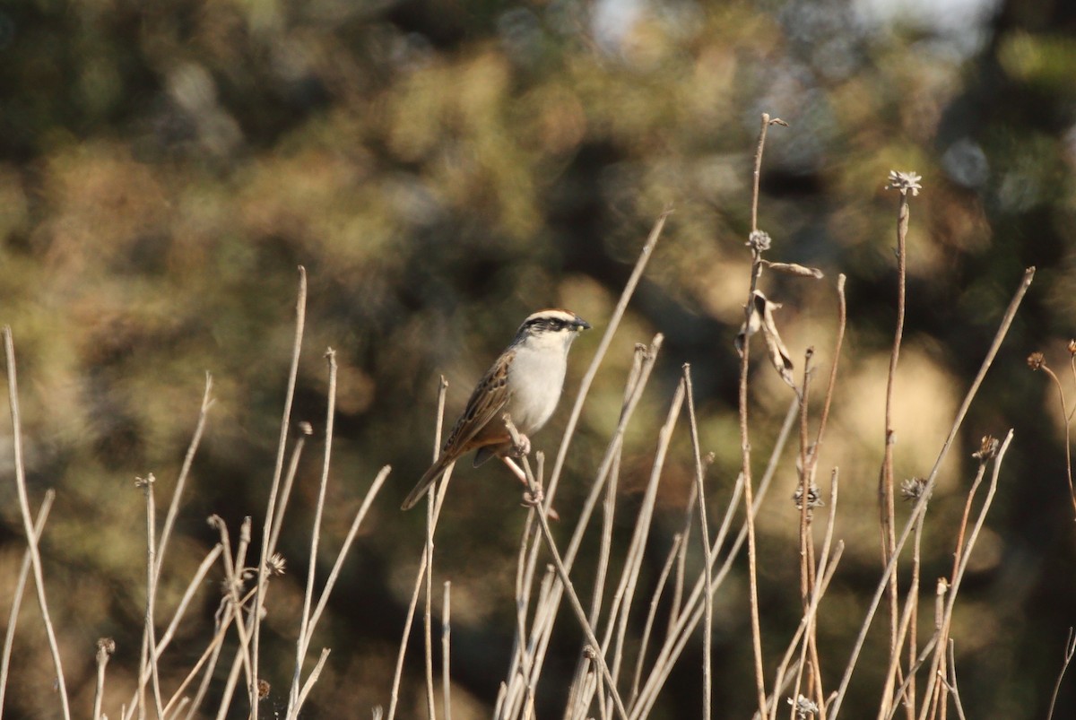 Striped Sparrow - Anuar López