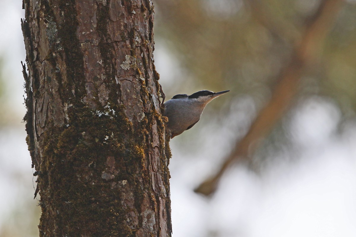 Giant Nuthatch - Christoph Moning