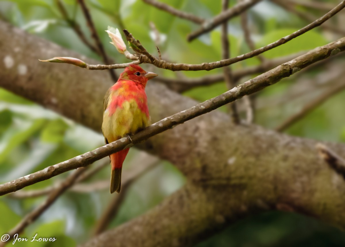 Summer Tanager - Jon Lowes