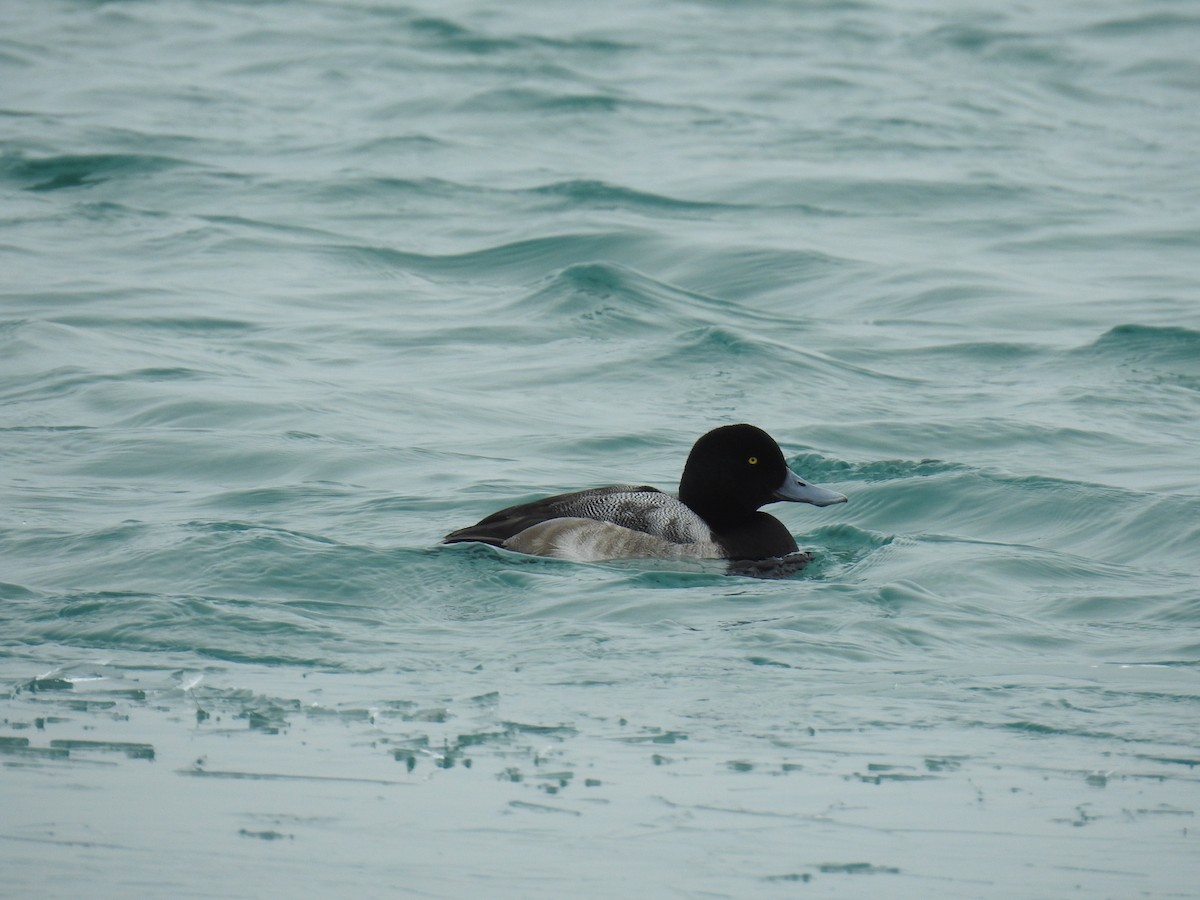 Greater Scaup - ML144700021