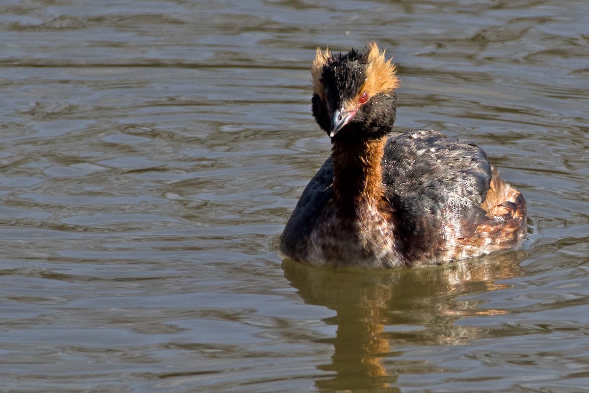 Horned Grebe - Rob Dickerson