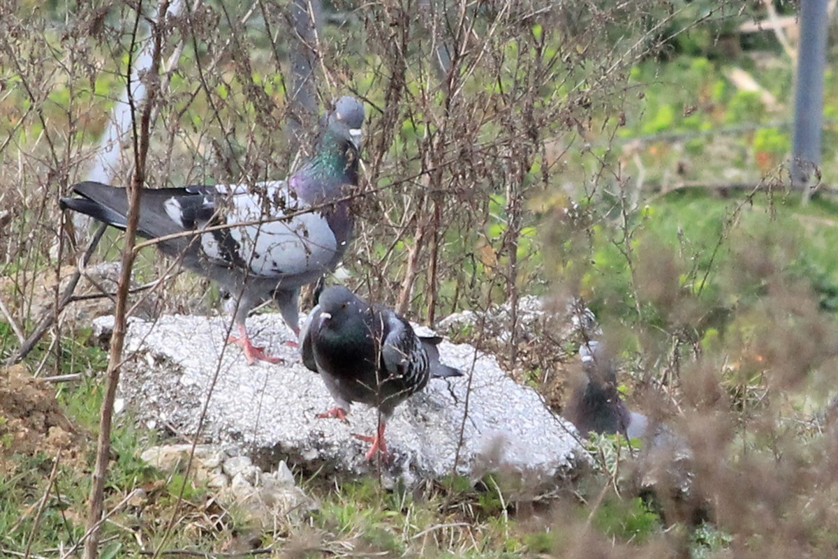 Rock Pigeon - Salih MALAKCIOGLU