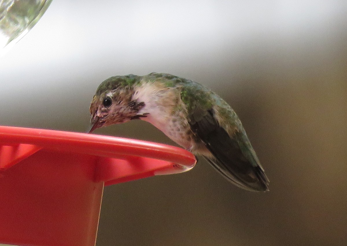 Calliope Hummingbird - ML144706491