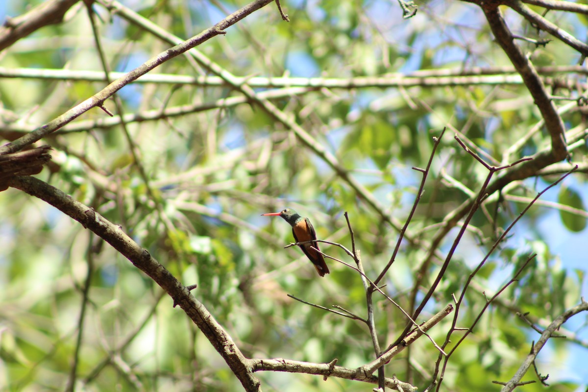 Buff-bellied Hummingbird - Angel Castillo Birdwatching Guide