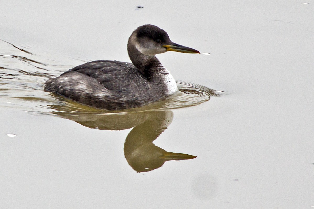 Red-necked Grebe - Rob Dickerson