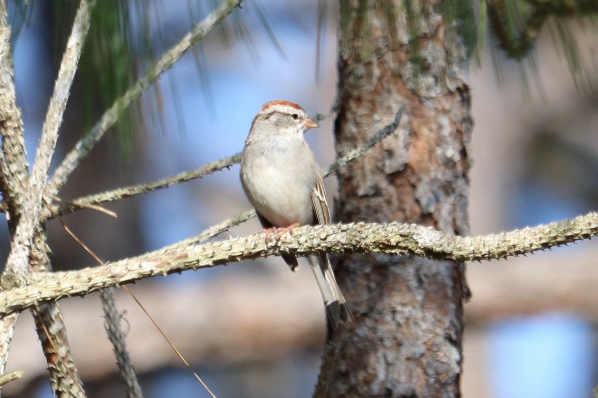 Chipping Sparrow - Alta Tanner