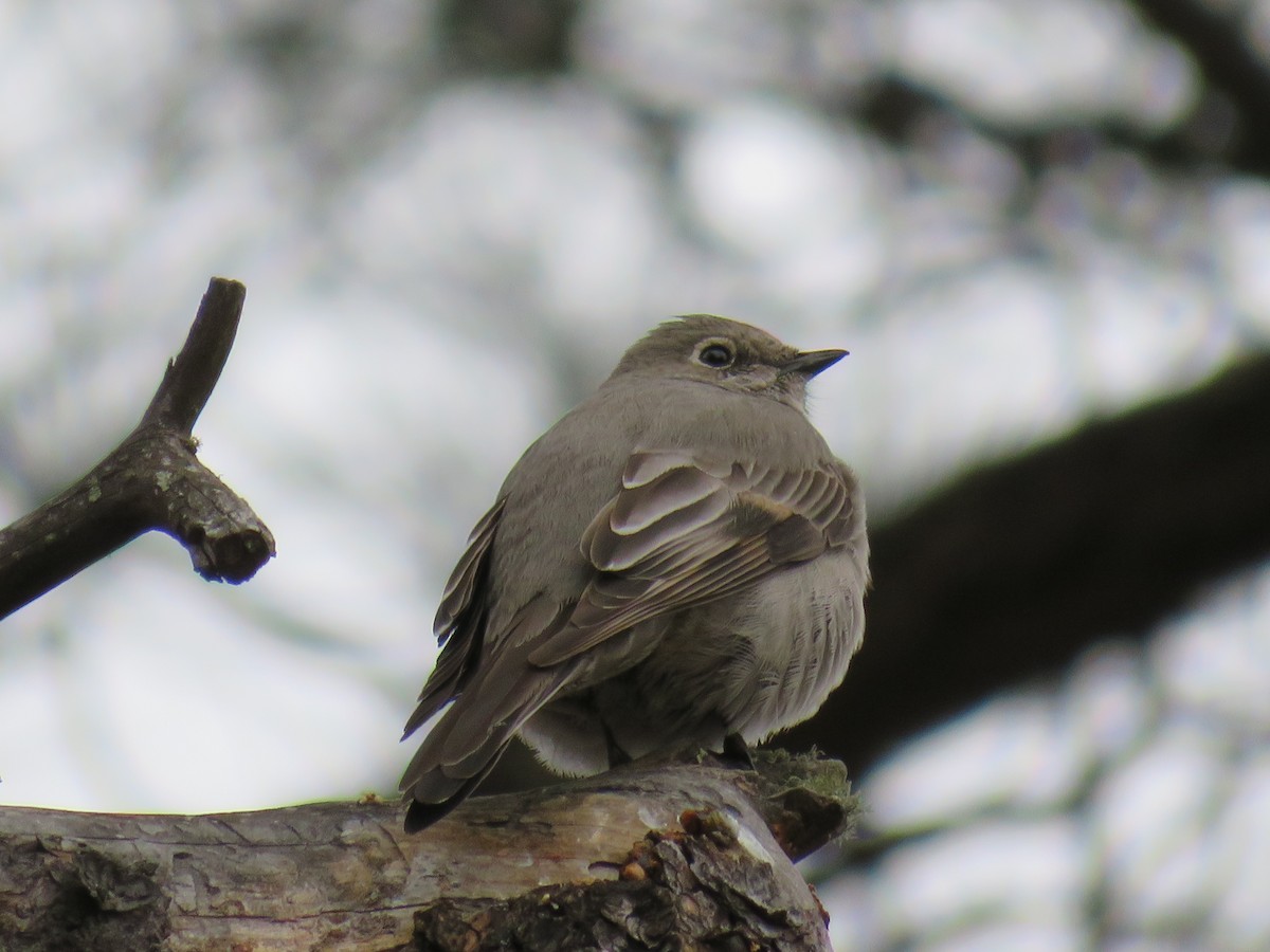 Townsend's Solitaire - ML144711911