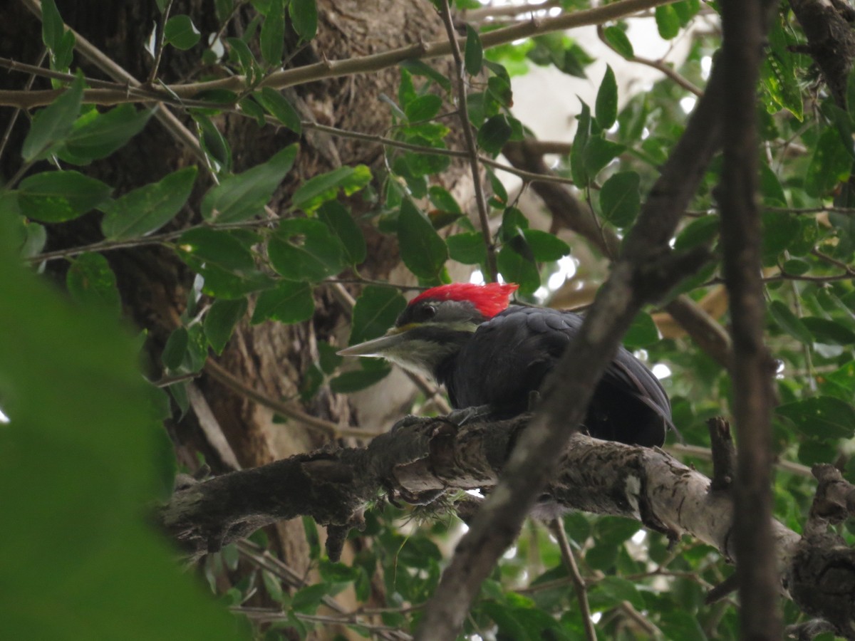 Black-bodied Woodpecker - Santiago Castillo