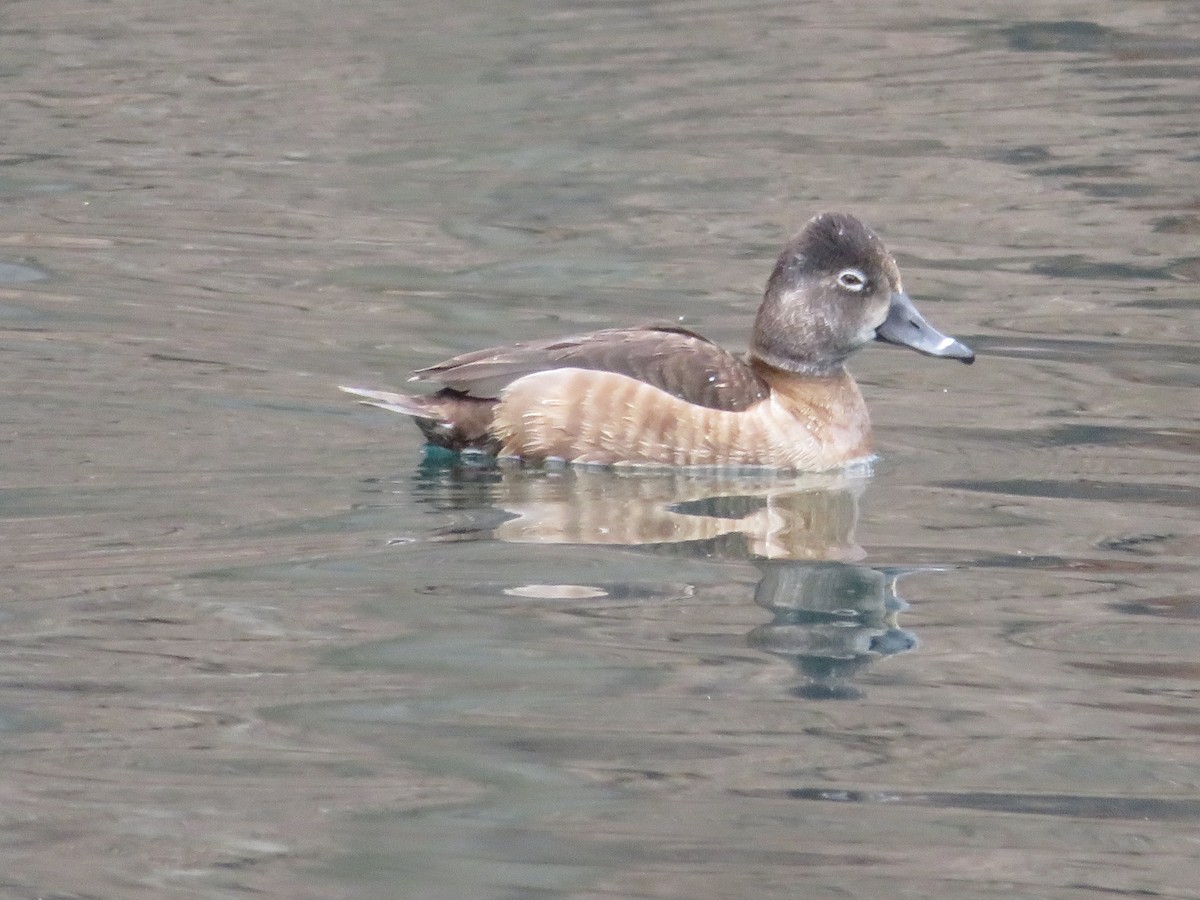 Ring-necked Duck - ML144717291